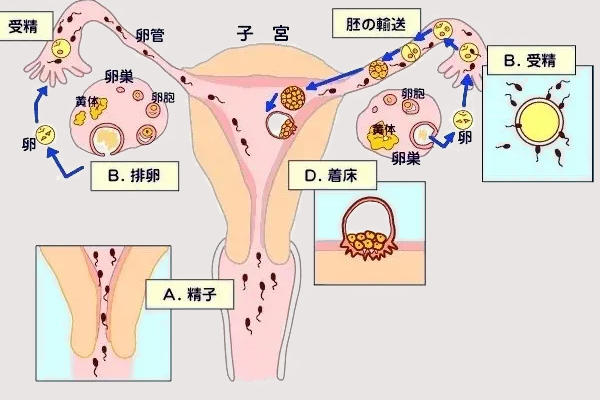 干扰精子着床的物理方法有哪些？